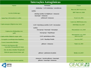 41InteraçõesAntagônicas
Espécie Herbicidas Citação
Azevém (Lolium spp.)
clodinafope + 2,4-D clodinafope + metsulfurom-
metílico
diclofope-metílico+2,4-Dglifosato + clomazone
imazetapir + clomazone
Han et al, 2013 Trezzi et al.,
2007 Vidal et al., 2010
Apaga-fogo (Alternanthera te- nella) saflufenacil +clomazone Trezzi et al., 2016
Capim-amargoso (Digitaria insu- laris)
2,4-D + haloxifope-p-metílico 2,4-D + cloransulam-
metílico
Leal et al., 2018 Pereira et al.,
2018 Pinho et al., 2017
Capim-arroz (Echinochloa crus-
-galli)
fenoxaprope +imazetapir +imazapique
fenoxaprope + bispiribaque
Matzenbacher et al., 2015
Matzenbacher et al., 2015
Capim-colchão (Digitaria sangui- nalis) 2,4-D +quizalofope-p-etílico Abit et al.,2011
Carrapicho (Acanthospermum hispidum) 2,4-D + fluazifop-P-butilo Liu et al., 2017
Caruru (Amaranthus hibridus)
Corda-de-viola (Ipomoea nill)
glifosato + clomazone Vidal et al., 2010
Ançarinha (Chenopodium ál- bum)
Juta -da-china (Abutilon Theophrasti)
Rabo-de-raposa (Setaria fosber- gii)
glifosato + glufosinato deamônio Bethke et al.,2013
Leiteiro (Euphorbia heterophylla)
clomazone + lactofen glifosato + imazetapir
glifosato + imazetapir +clomazone Vidal et al., 2010
 