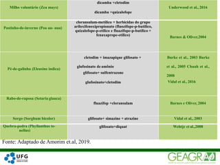 42Milho voluntário (Zea mays)
dicamba +cletodim
dicamba +quizalofope
Underwood et al., 2016
Pastinho-de-inverno (Poa an- nua)
cloransulam-metílico + herbicidas do grupo
ariloxifenoxipropionato (fluozifope-p-butílico,
quizalofope-p-etílico e fluazifope-p-butílico +
fenaxaprope-etílico)
Barnes & Oliver,2004
Pé-de-galinha (Eleusine indica)
cletodim + imazapique glifosato +
glufosinato de amônio
glifosato+ sulfentrazone
glufosinato+cletodim
Burke et al., 2003 Burke
et al., 2005 Chuah et al.,
2008
Vidal et al., 2016
Rabo-de-raposa (Setaria glauca)
fluazifop +cloransulam Barnes e Oliver, 2004
Sorgo (Sorghum bicolor) glifosato+ simazine + atrazine Vidal et al., 2003
Quebra-pedra (Phyllanthus te-
nellus)
glifosato+diquat Wehtje et al.,2008
Fonte: Adaptado de Amorim et.al, 2019.
 