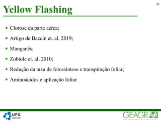  Clorose da parte aérea;
 Artigo de Baccin et. al, 2019;
 Manganês;
 Zobiole et. al, 2010;
 Redução da taxa de fotossíntese e transpiração foliar;
 Aminoácidos e aplicação foliar.
Yellow Flashing
43
 
