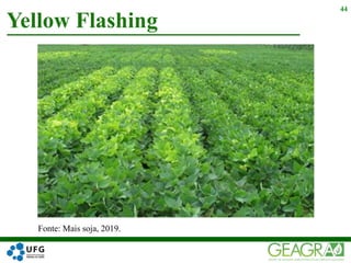 Yellow Flashing
44
Fonte: Mais soja, 2019.
 