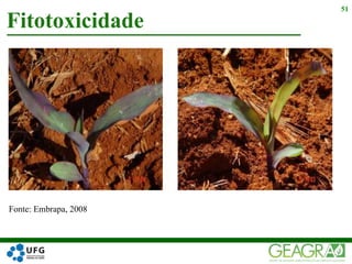 Fitotoxicidade
51
Fonte: Embrapa, 2008
 