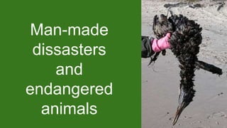 Man-made
dissasters
and
endangered
animals
 