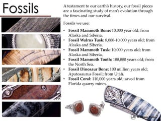 A testament to our earth’s history, our fossil pieces
are a fascinating study of man’s evolution through
the times and our survival.
Fossils we use:
• Fossil Mammoth Bone: 10,000 year old; from
Alaska and Siberia.
• Fossil Walrus Tusk: 8,000-10,000 years old; from
Alaska and Siberia.
• Fossil Mammoth Tusk: 10,000 years old; from
Alaska and Siberia.
• Fossil Mammoth Tooth: 100,000 years old; from
the North Sea.
• Fossil Dinosaur Bone: 100 million years old;
Apatosaurus Fossil; from Utah.
• Fossil Coral: 110,000 years old; saved from
Florida quarry mines.
 
