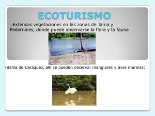 ECOTURISMO
  Extensas vegetaciones en las zonas de Jama y
  Pedernales, donde puede observarse la flora y la fauna




•Bahía de Caráquez, allí se pueden observar manglares y aves marinas;
 