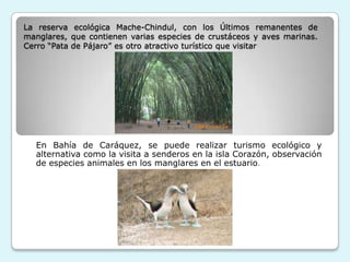 La reserva ecológica Mache-Chindul, con los Últimos remanentes de
manglares, que contienen varias especies de crustáceos y aves marinas.
Cerro “Pata de Pájaro” es otro atractivo turístico que visitar




  En Bahía de Caráquez, se puede realizar turismo ecológico y
  alternativa como la visita a senderos en la isla Corazón, observación
  de especies animales en los manglares en el estuario.
 
