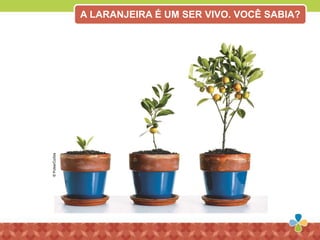 ©Pulse/Corbis
A LARANJEIRA É UM SER VIVO. VOCÊ SABIA?
 