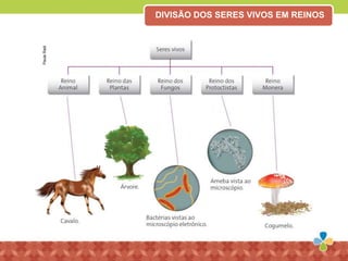 DIVISÃO DOS SERES VIVOS EM REINOS
PaulaRadi
 