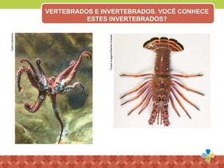 PulsarImagens/RachelGuedes
FabioColombini VERTEBRADOS E INVERTEBRADOS. VOCÊ CONHECE
ESTES INVERTEBRADOS?
 
