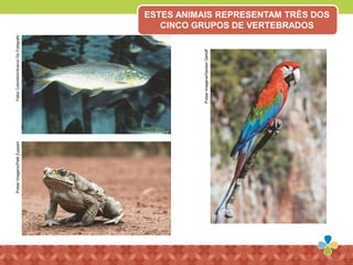 FabioColombini/AcervoDoFotógrafo
PulsarImagens/GersonGerloff
PulsarImagens/PalêZuppani ESTES ANIMAIS REPRESENTAM TRÊS DOS
CINCO GRUPOS DE VERTEBRADOS
 
