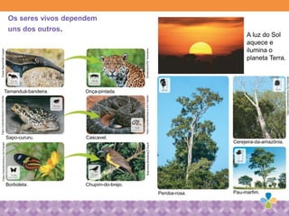 A luz do Sol
aquece e
ilumina o
planeta Terra.
Os seres vivos dependem
uns dos outros.
Tamanduá-bandeira. Onça-pintada.
Sapo-cururu. Cascavel.
Borboleta. Chupim-do-brejo.
Peroba-rosa.
Cerejeira-da-amazônia.
Pau-marfim.
PulsarMaens/PalêZuppan
Shutterstock/PalTeravamov
FabioColombini/AcervoDoFotórafo
NaturezaBraslera/ZKoch
FabioColombini/AcervoDoFotórafo
FabioColombini/AcervoDoFotórafo
FabioColombini/AcervoDoFotórafo
 