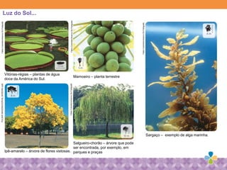 Sargaço – exemplo de alga marinha.
Luz do Sol...
Vitórias-régias – plantas de água
doce da América do Sul.
Mamoeiro – planta terrestre
Ipê-amarelo – árvore de flores vistosas.
Salgueiro-chorão – árvore que pode
ser encontrada, por exemplo, em
parques e praças
PULSARIMAGENS/DORVALMOREIRA(ipê)
FabioColombini/AcervoDoFotógrafo
FabioColombini/AcervoDoFotógrafo
FabioColombini/AcervoDoFotógrafo
FabioColombini/AcervoDoFotógrafo
 