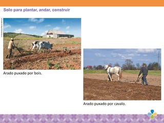 Arado puxado por bois.
Arado puxado por cavalo.
Solo para plantar, andar, construir
©Shutterstock/MarosMarkovic
 