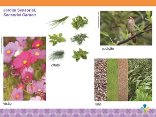 audição
tato
olfato
visão
Jardim Sensorial,
Sensorial Garden
©Shutterstock/Allnao_meda
©Rf/ThanapolKuptansakorn
 