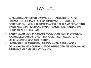 LANJUT..
• 2/ MENGHADAPI UMUR SIMPAN BIJI, HARUS DIKETAHUI
BAHWA BIJI GULMA ATAUPUN UMBI YANG TERKUBUR
BEBERAP CM , MEMILIKI UMUR YANG LEBIH LAMA DIBANDING
YANG ADA DIPERMUKAAN TANAH, YANG KEKERINGAN DAN
BERPOTENSI KEMATIAN.
• TANPA OLAH TANAH ATAU PENGOLAHAN TANAH DANGKAL,
AKAN MELEMAHKAN UMUR BIJI /UMBI , SEHINGGA TETAP
DIPERMUKAAN DAN MATI KERING
• UNTUK GULMA TAHUNAN, PENGOLAHAN TANAH AGAK
DALAM AKAN MENCUNGKIL PROPAGULE DAN MEMEBAWA KE
PERMUKAAN DAN MEMATIKANNYA.
 