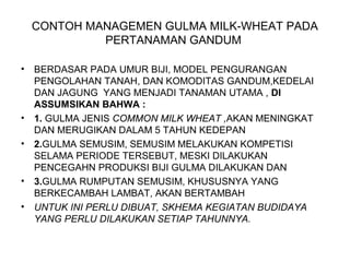 CONTOH MANAGEMEN GULMA MILK-WHEAT PADA
PERTANAMAN GANDUM
• BERDASAR PADA UMUR BIJI, MODEL PENGURANGAN
PENGOLAHAN TANAH, DAN KOMODITAS GANDUM,KEDELAI
DAN JAGUNG YANG MENJADI TANAMAN UTAMA , DI
ASSUMSIKAN BAHWA :
• 1. GULMA JENIS COMMON MILK WHEAT ,AKAN MENINGKAT
DAN MERUGIKAN DALAM 5 TAHUN KEDEPAN
• 2.GULMA SEMUSIM, SEMUSIM MELAKUKAN KOMPETISI
SELAMA PERIODE TERSEBUT, MESKI DILAKUKAN
PENCEGAHN PRODUKSI BIJI GULMA DILAKUKAN DAN
• 3.GULMA RUMPUTAN SEMUSIM, KHUSUSNYA YANG
BERKECAMBAH LAMBAT, AKAN BERTAMBAH
• UNTUK INI PERLU DIBUAT, SKHEMA KEGIATAN BUDIDAYA
YANG PERLU DILAKUKAN SETIAP TAHUNNYA.
 