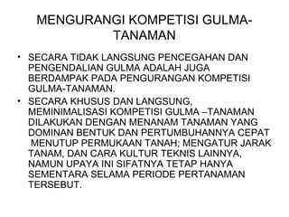 MENGURANGI KOMPETISI GULMA-
TANAMAN
• SECARA TIDAK LANGSUNG PENCEGAHAN DAN
PENGENDALIAN GULMA ADALAH JUGA
BERDAMPAK PADA PENGURANGAN KOMPETISI
GULMA-TANAMAN.
• SECARA KHUSUS DAN LANGSUNG,
MEMINIMALISASI KOMPETISI GULMA –TANAMAN
DILAKUKAN DENGAN MENANAM TANAMAN YANG
DOMINAN BENTUK DAN PERTUMBUHANNYA CEPAT
MENUTUP PERMUKAAN TANAH; MENGATUR JARAK
TANAM, DAN CARA KULTUR TEKNIS LAINNYA,
NAMUN UPAYA INI SIFATNYA TETAP HANYA
SEMENTARA SELAMA PERIODE PERTANAMAN
TERSEBUT.
 