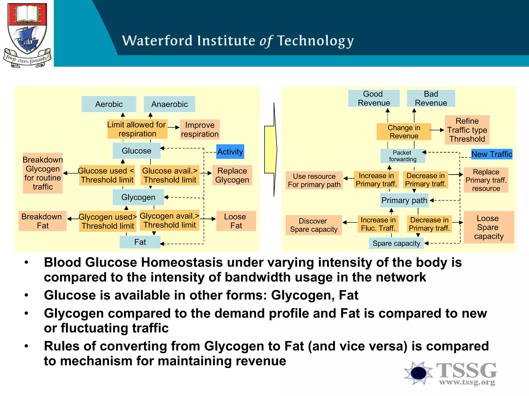 Blood Glucose Homeostasis under varying intensity of the body is compared to the intensity of bandwidth usage in the network Glucose is available in other forms: Glycogen, Fat Glycogen compared to the demand profile and Fat is compared to new or fluctuating traffic Rules of converting from Glycogen to Fat (and vice versa) is compared to mechanism for maintaining revenue Glucose Glycogen Fat Aerobic Anaerobic Limit allowed for  respiration Glucose used <  Threshold limit Glucose avail.> Threshold limit Glycogen used> Threshold limit Glycogen avail.> Threshold limit Activity Breakdown  Fat Loose  Fat Improve respiration Breakdown Glycogen for routine traffic Replace Glycogen Packet  forwarding Primary path Spare capacity Good  Revenue Bad Revenue Change in Revenue Increase in Primary traff. Decrease in Primary traff. Increase in Fluc. Traff. Decrease in Primary traff. New Traffic Refine Traffic type Threshold Discover  Spare capacity Loose  Spare  capacity Use resource For primary path Replace Primary traff. resource 