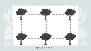 Square Method In Planting Trees QUARTER 2 - TLE MANAGement-of-Orchard.pptx