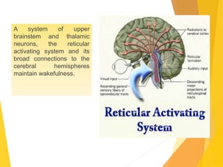 A system of upper
brainstem and thalamic
neurons, the reticular
activating system and its
broad connections to the
cerebral hemispheres
maintain wakefulness.
 