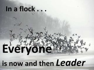 In a flock . . .
Everyone
is now and then Leader
 