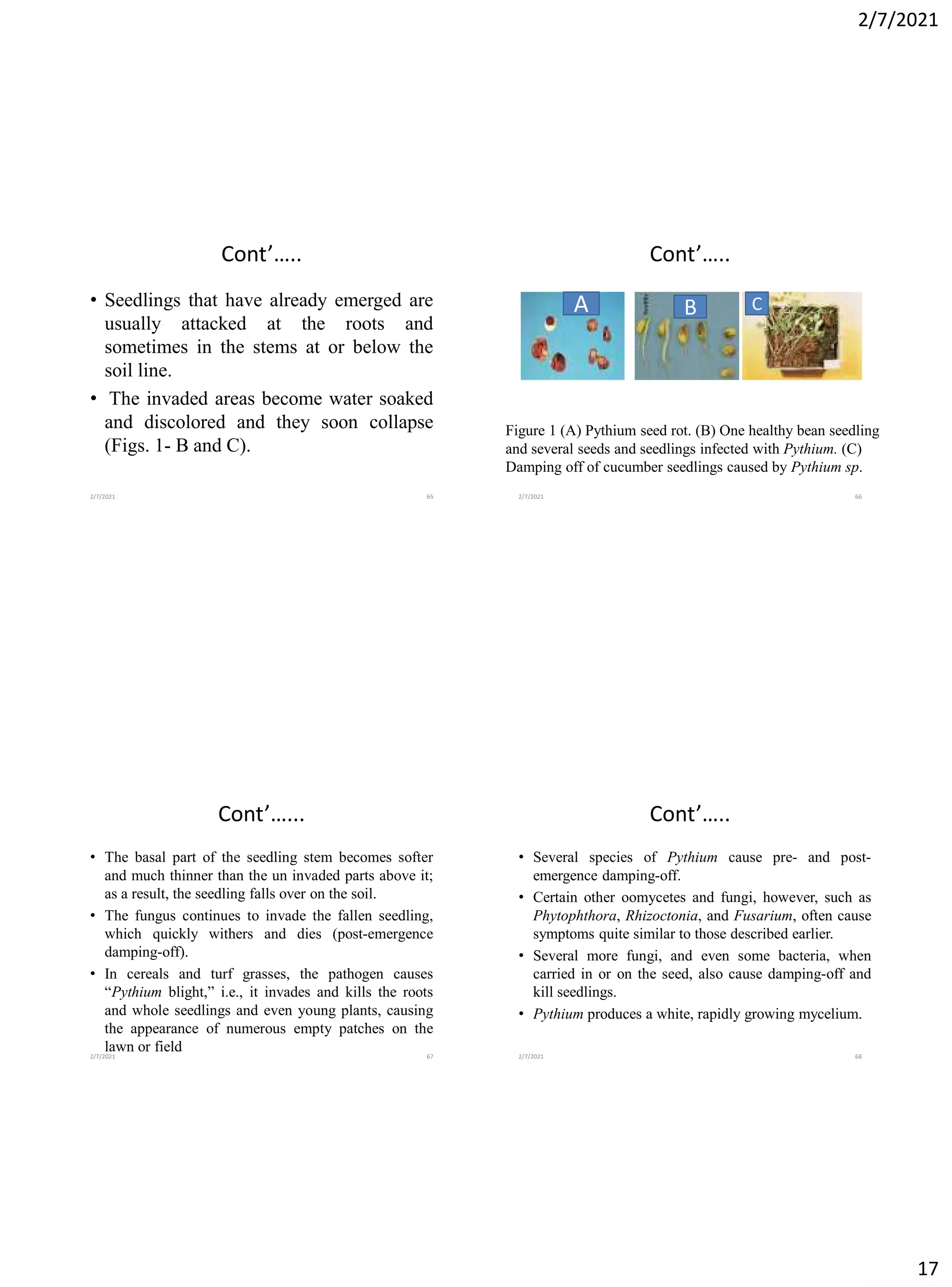 2/7/2021
17
Cont’…..
• Seedlings that have already emerged are
usually attacked at the roots and
sometimes in the stems at or below the
soil line.
• The invaded areas become water soaked
and discolored and they soon collapse
(Figs. 1- B and C).
2/7/2021 65
Cont’…..
A B C
Figure 1 (A) Pythium seed rot. (B) One healthy bean seedling
and several seeds and seedlings infected with Pythium. (C)
Damping off of cucumber seedlings caused by Pythium sp.
2/7/2021 66
Cont’…...
• The basal part of the seedling stem becomes softer
and much thinner than the un invaded parts above it;
as a result, the seedling falls over on the soil.
• The fungus continues to invade the fallen seedling,
which quickly withers and dies (post-emergence
damping-off).
• In cereals and turf grasses, the pathogen causes
“Pythium blight,” i.e., it invades and kills the roots
and whole seedlings and even young plants, causing
the appearance of numerous empty patches on the
lawn or field
2/7/2021 67
Cont’…..
• Several species of Pythium cause pre- and post-
emergence damping-off.
• Certain other oomycetes and fungi, however, such as
Phytophthora, Rhizoctonia, and Fusarium, often cause
symptoms quite similar to those described earlier.
• Several more fungi, and even some bacteria, when
carried in or on the seed, also cause damping-off and
kill seedlings.
• Pythium produces a white, rapidly growing mycelium.
2/7/2021 68
 