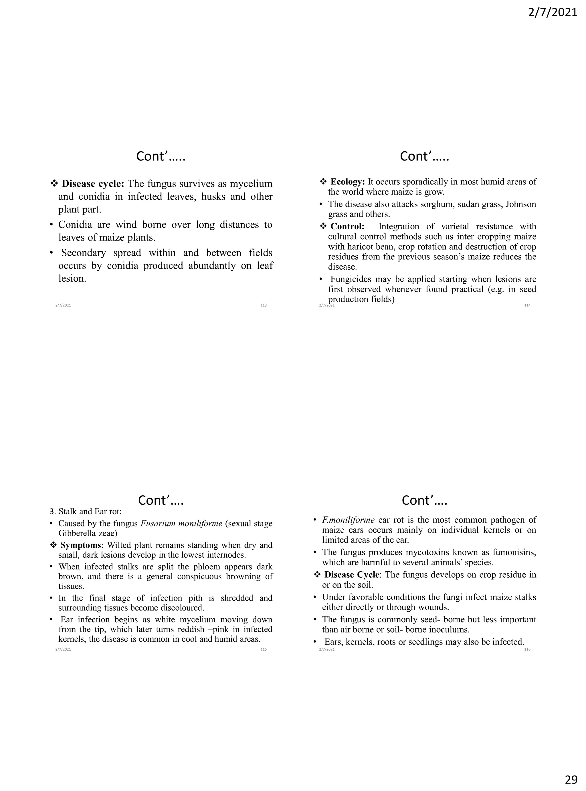 2/7/2021
29
Cont’…..
❖ Disease cycle: The fungus survives as mycelium
and conidia in infected leaves, husks and other
plant part.
• Conidia are wind borne over long distances to
leaves of maize plants.
• Secondary spread within and between fields
occurs by conidia produced abundantly on leaf
lesion.
2/7/2021 113
Cont’…..
❖ Ecology: It occurs sporadically in most humid areas of
the world where maize is grow.
• The disease also attacks sorghum, sudan grass, Johnson
grass and others.
❖ Control: Integration of varietal resistance with
cultural control methods such as inter cropping maize
with haricot bean, crop rotation and destruction of crop
residues from the previous season’s maize reduces the
disease.
• Fungicides may be applied starting when lesions are
first observed whenever found practical (e.g. in seed
production fields)
2/7/2021 114
Cont’….
3. Stalk and Ear rot:
• Caused by the fungus Fusarium moniliforme (sexual stage
Gibberella zeae)
❖ Symptoms: Wilted plant remains standing when dry and
small, dark lesions develop in the lowest internodes.
• When infected stalks are split the phloem appears dark
brown, and there is a general conspicuous browning of
tissues.
• In the final stage of infection pith is shredded and
surrounding tissues become discoloured.
• Ear infection begins as white mycelium moving down
from the tip, which later turns reddish –pink in infected
kernels, the disease is common in cool and humid areas.
2/7/2021 115
Cont’….
• F.moniliforme ear rot is the most common pathogen of
maize ears occurs mainly on individual kernels or on
limited areas of the ear.
• The fungus produces mycotoxins known as fumonisins,
which are harmful to several animals’ species.
❖ Disease Cycle: The fungus develops on crop residue in
or on the soil.
• Under favorable conditions the fungi infect maize stalks
either directly or through wounds.
• The fungus is commonly seed- borne but less important
than air borne or soil- borne inoculums.
• Ears, kernels, roots or seedlings may also be infected.
2/7/2021 116
 