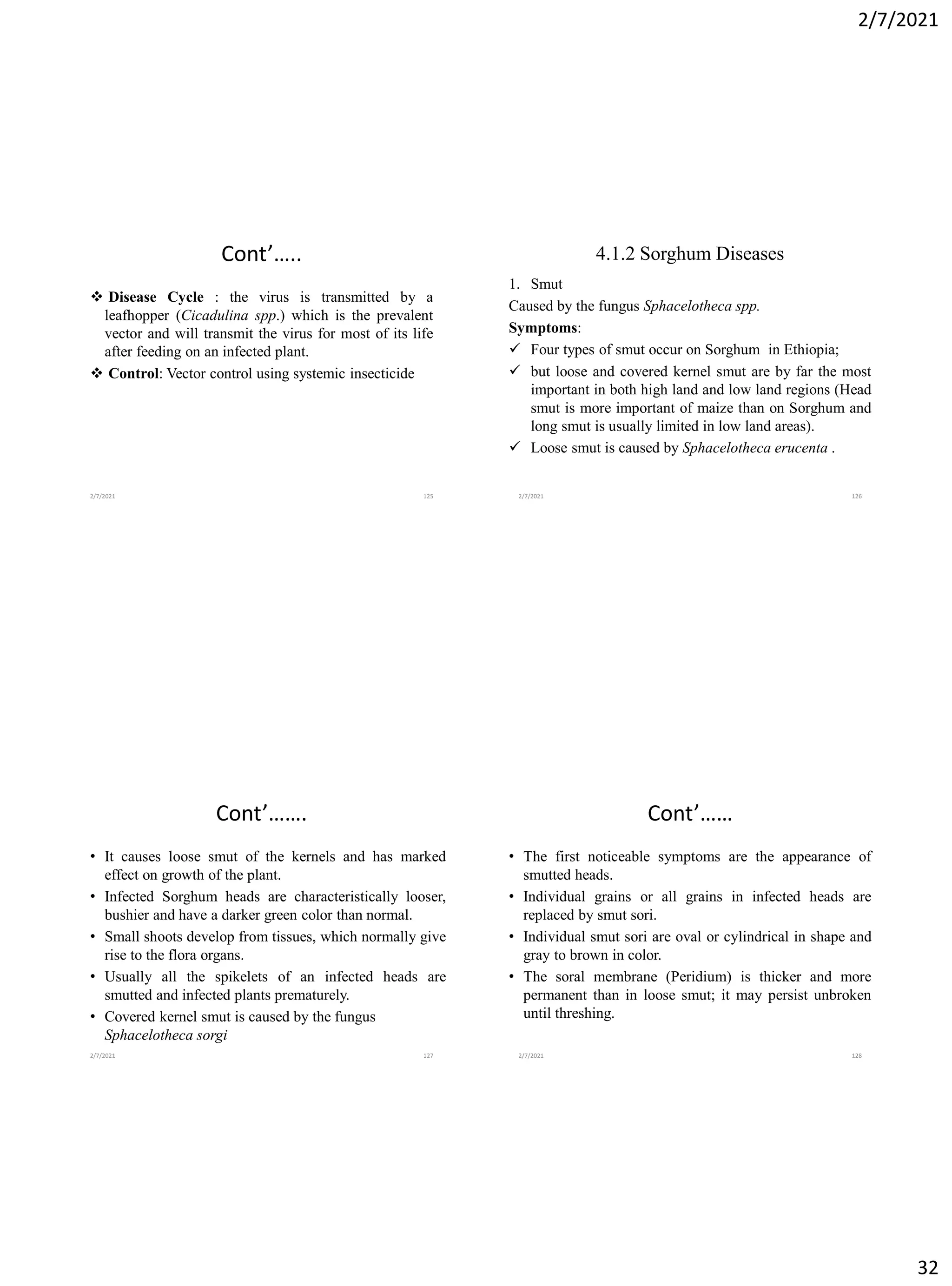 2/7/2021
32
Cont’…..
❖ Disease Cycle : the virus is transmitted by a
leafhopper (Cicadulina spp.) which is the prevalent
vector and will transmit the virus for most of its life
after feeding on an infected plant.
❖ Control: Vector control using systemic insecticide
2/7/2021 125
4.1.2 Sorghum Diseases
1. Smut
Caused by the fungus Sphacelotheca spp.
Symptoms:
✓ Four types of smut occur on Sorghum in Ethiopia;
✓ but loose and covered kernel smut are by far the most
important in both high land and low land regions (Head
smut is more important of maize than on Sorghum and
long smut is usually limited in low land areas).
✓ Loose smut is caused by Sphacelotheca erucenta .
2/7/2021 126
Cont’…….
• It causes loose smut of the kernels and has marked
effect on growth of the plant.
• Infected Sorghum heads are characteristically looser,
bushier and have a darker green color than normal.
• Small shoots develop from tissues, which normally give
rise to the flora organs.
• Usually all the spikelets of an infected heads are
smutted and infected plants prematurely.
• Covered kernel smut is caused by the fungus
Sphacelotheca sorgi
2/7/2021 127
Cont’……
• The first noticeable symptoms are the appearance of
smutted heads.
• Individual grains or all grains in infected heads are
replaced by smut sori.
• Individual smut sori are oval or cylindrical in shape and
gray to brown in color.
• The soral membrane (Peridium) is thicker and more
permanent than in loose smut; it may persist unbroken
until threshing.
2/7/2021 128
 