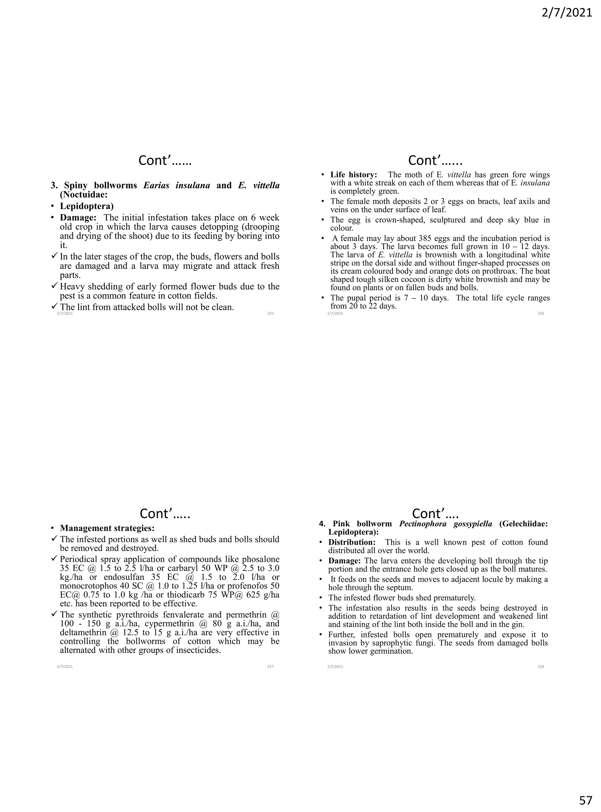 2/7/2021
57
Cont’……
3. Spiny bollworms Earias insulana and E. vittella
(Noctuidae:
• Lepidoptera)
• Damage: The initial infestation takes place on 6 week
old crop in which the larva causes detopping (drooping
and drying of the shoot) due to its feeding by boring into
it.
✓ In the later stages of the crop, the buds, flowers and bolls
are damaged and a larva may migrate and attack fresh
parts.
✓ Heavy shedding of early formed flower buds due to the
pest is a common feature in cotton fields.
✓ The lint from attacked bolls will not be clean.
2/7/2021 225
Cont’…...
• Life history: The moth of E. vittella has green fore wings
with a white streak on each of them whereas that of E. insulana
is completely green.
• The female moth deposits 2 or 3 eggs on bracts, leaf axils and
veins on the under surface of leaf.
• The egg is crown-shaped, sculptured and deep sky blue in
colour.
• A female may lay about 385 eggs and the incubation period is
about 3 days. The larva becomes full grown in 10 – 12 days.
The larva of E. vittella is brownish with a longitudinal white
stripe on the dorsal side and without finger-shaped processes on
its cream coloured body and orange dots on prothroax. The boat
shaped tough silken cocoon is dirty white brownish and may be
found on plants or on fallen buds and bolls.
• The pupal period is 7 – 10 days. The total life cycle ranges
from 20 to 22 days.
2/7/2021 226
Cont’…..
• Management strategies:
✓ The infested portions as well as shed buds and bolls should
be removed and destroyed.
✓ Periodical spray application of compounds like phosalone
35 EC @ 1.5 to 2.5 l/ha or carbaryl 50 WP @ 2.5 to 3.0
kg./ha or endosulfan 35 EC @ 1.5 to 2.0 l/ha or
monocrotophos 40 SC @ 1.0 to 1.25 l/ha or profenofos 50
EC@ 0.75 to 1.0 kg /ha or thiodicarb 75 WP@ 625 g/ha
etc. has been reported to be effective.
✓ The synthetic pyrethroids fenvalerate and permethrin @
100 - 150 g a.i./ha, cypermethrin @ 80 g a.i./ha, and
deltamethrin @ 12.5 to 15 g a.i./ha are very effective in
controlling the bollworms of cotton which may be
alternated with other groups of insecticides.
2/7/2021 227
Cont’….
4. Pink bollworm Pectinophora gossypiella (Gelechiidae:
Lepidoptera):
• Distribution: This is a well known pest of cotton found
distributed all over the world.
• Damage: The larva enters the developing boll through the tip
portion and the entrance hole gets closed up as the boll matures.
• It feeds on the seeds and moves to adjacent locule by making a
hole through the septum.
• The infested flower buds shed prematurely.
• The infestation also results in the seeds being destroyed in
addition to retardation of lint development and weakened lint
and staining of the lint both inside the boll and in the gin.
• Further, infested bolls open prematurely and expose it to
invasion by saprophytic fungi. The seeds from damaged bolls
show lower germination.
2/7/2021 228
 