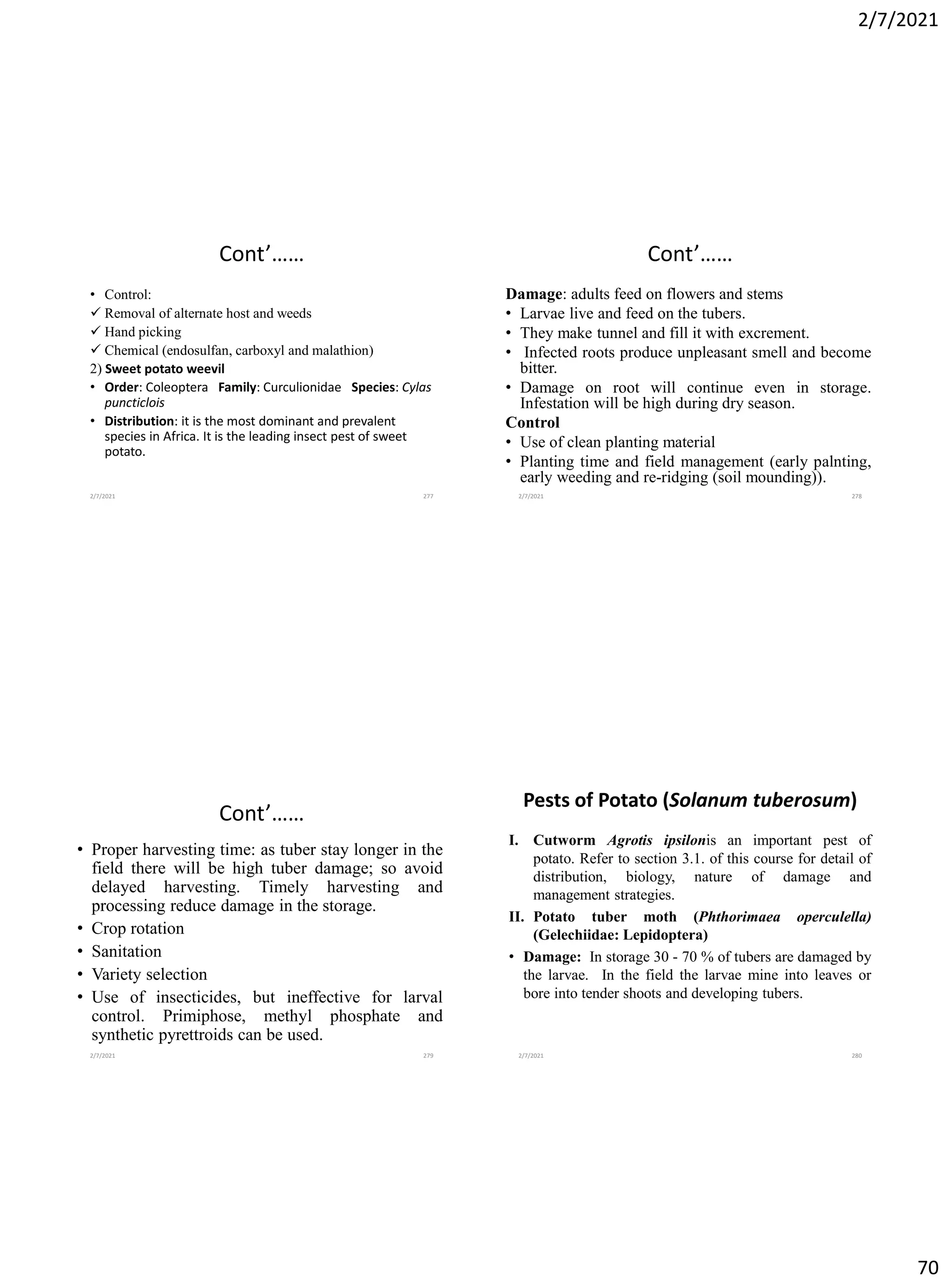 2/7/2021
70
Cont’……
• Control:
✓ Removal of alternate host and weeds
✓ Hand picking
✓ Chemical (endosulfan, carboxyl and malathion)
2) Sweet potato weevil
• Order: Coleoptera Family: Curculionidae Species: Cylas
puncticlois
• Distribution: it is the most dominant and prevalent
species in Africa. It is the leading insect pest of sweet
potato.
2/7/2021 277
Cont’……
Damage: adults feed on flowers and stems
• Larvae live and feed on the tubers.
• They make tunnel and fill it with excrement.
• Infected roots produce unpleasant smell and become
bitter.
• Damage on root will continue even in storage.
Infestation will be high during dry season.
Control
• Use of clean planting material
• Planting time and field management (early palnting,
early weeding and re-ridging (soil mounding)).
2/7/2021 278
Cont’……
• Proper harvesting time: as tuber stay longer in the
field there will be high tuber damage; so avoid
delayed harvesting. Timely harvesting and
processing reduce damage in the storage.
• Crop rotation
• Sanitation
• Variety selection
• Use of insecticides, but ineffective for larval
control. Primiphose, methyl phosphate and
synthetic pyrettroids can be used.
2/7/2021 279
Pests of Potato (Solanum tuberosum)
I. Cutworm Agrotis ipsilonis an important pest of
potato. Refer to section 3.1. of this course for detail of
distribution, biology, nature of damage and
management strategies.
II. Potato tuber moth (Phthorimaea operculella)
(Gelechiidae: Lepidoptera)
• Damage: In storage 30 - 70 % of tubers are damaged by
the larvae. In the field the larvae mine into leaves or
bore into tender shoots and developing tubers.
2/7/2021 280
 