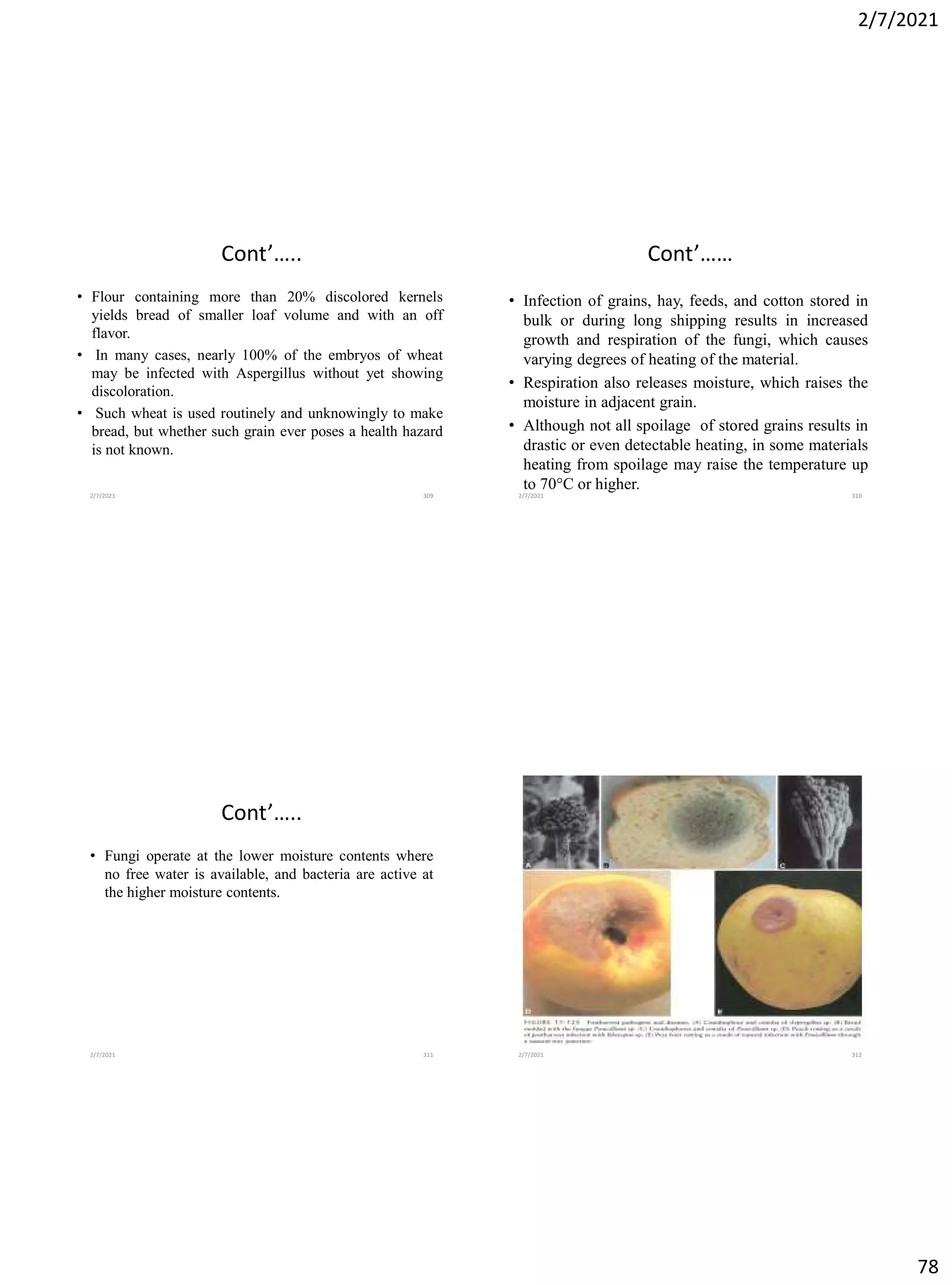 2/7/2021
78
Cont’…..
• Flour containing more than 20% discolored kernels
yields bread of smaller loaf volume and with an off
flavor.
• In many cases, nearly 100% of the embryos of wheat
may be infected with Aspergillus without yet showing
discoloration.
• Such wheat is used routinely and unknowingly to make
bread, but whether such grain ever poses a health hazard
is not known.
2/7/2021 309
Cont’……
• Infection of grains, hay, feeds, and cotton stored in
bulk or during long shipping results in increased
growth and respiration of the fungi, which causes
varying degrees of heating of the material.
• Respiration also releases moisture, which raises the
moisture in adjacent grain.
• Although not all spoilage of stored grains results in
drastic or even detectable heating, in some materials
heating from spoilage may raise the temperature up
to 70°C or higher.
2/7/2021 310
Cont’…..
• Fungi operate at the lower moisture contents where
no free water is available, and bacteria are active at
the higher moisture contents.
2/7/2021 311 2/7/2021 312
 