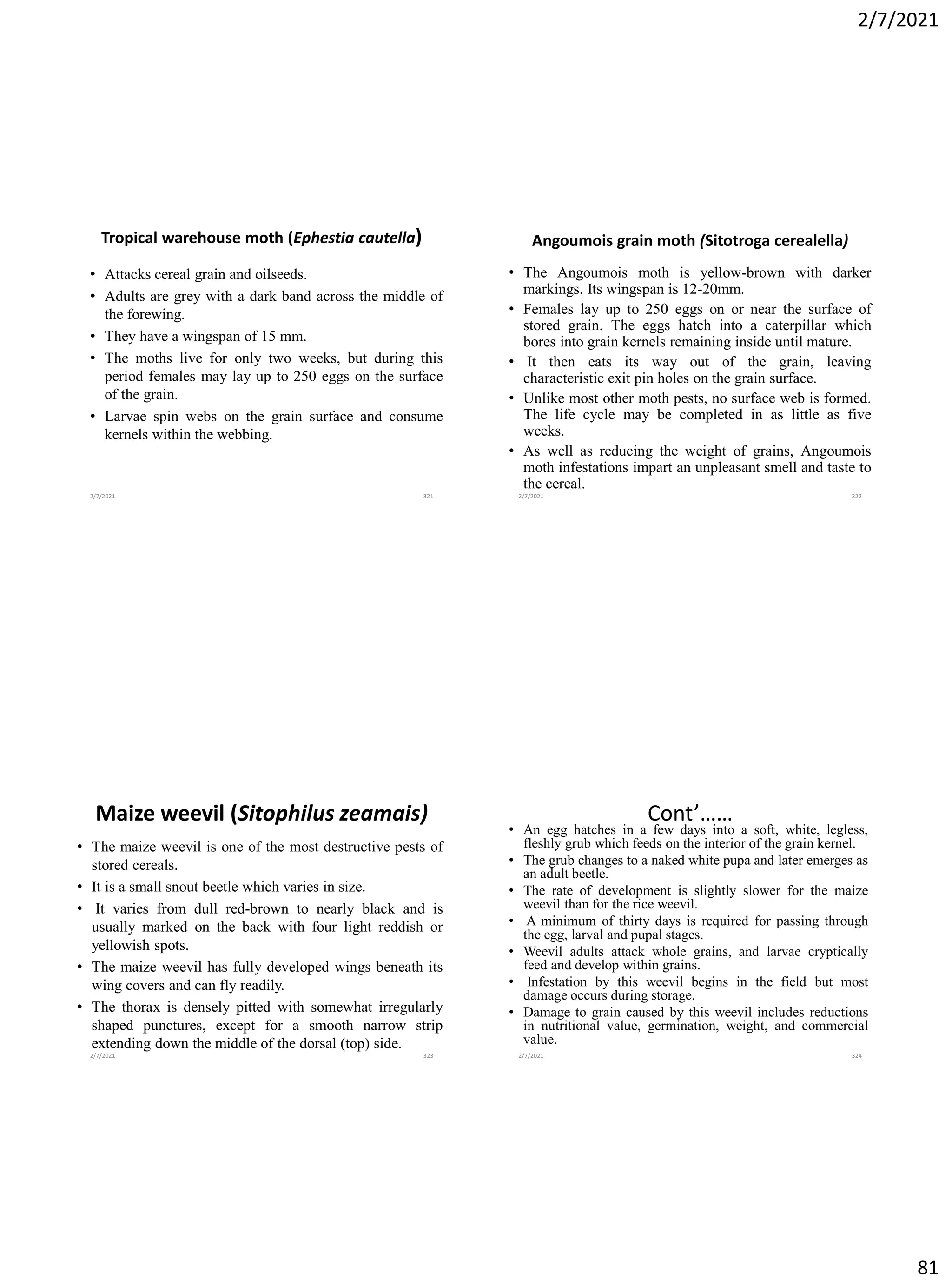 2/7/2021
81
Tropical warehouse moth (Ephestia cautella)
• Attacks cereal grain and oilseeds.
• Adults are grey with a dark band across the middle of
the forewing.
• They have a wingspan of 15 mm.
• The moths live for only two weeks, but during this
period females may lay up to 250 eggs on the surface
of the grain.
• Larvae spin webs on the grain surface and consume
kernels within the webbing.
2/7/2021 321
Angoumois grain moth (Sitotroga cerealella)
• The Angoumois moth is yellow-brown with darker
markings. Its wingspan is 12-20mm.
• Females lay up to 250 eggs on or near the surface of
stored grain. The eggs hatch into a caterpillar which
bores into grain kernels remaining inside until mature.
• It then eats its way out of the grain, leaving
characteristic exit pin holes on the grain surface.
• Unlike most other moth pests, no surface web is formed.
The life cycle may be completed in as little as five
weeks.
• As well as reducing the weight of grains, Angoumois
moth infestations impart an unpleasant smell and taste to
the cereal.
2/7/2021 322
Maize weevil (Sitophilus zeamais)
• The maize weevil is one of the most destructive pests of
stored cereals.
• It is a small snout beetle which varies in size.
• It varies from dull red-brown to nearly black and is
usually marked on the back with four light reddish or
yellowish spots.
• The maize weevil has fully developed wings beneath its
wing covers and can fly readily.
• The thorax is densely pitted with somewhat irregularly
shaped punctures, except for a smooth narrow strip
extending down the middle of the dorsal (top) side.
2/7/2021 323
Cont’……
• An egg hatches in a few days into a soft, white, legless,
fleshly grub which feeds on the interior of the grain kernel.
• The grub changes to a naked white pupa and later emerges as
an adult beetle.
• The rate of development is slightly slower for the maize
weevil than for the rice weevil.
• A minimum of thirty days is required for passing through
the egg, larval and pupal stages.
• Weevil adults attack whole grains, and larvae cryptically
feed and develop within grains.
• Infestation by this weevil begins in the field but most
damage occurs during storage.
• Damage to grain caused by this weevil includes reductions
in nutritional value, germination, weight, and commercial
value.
2/7/2021 324
 