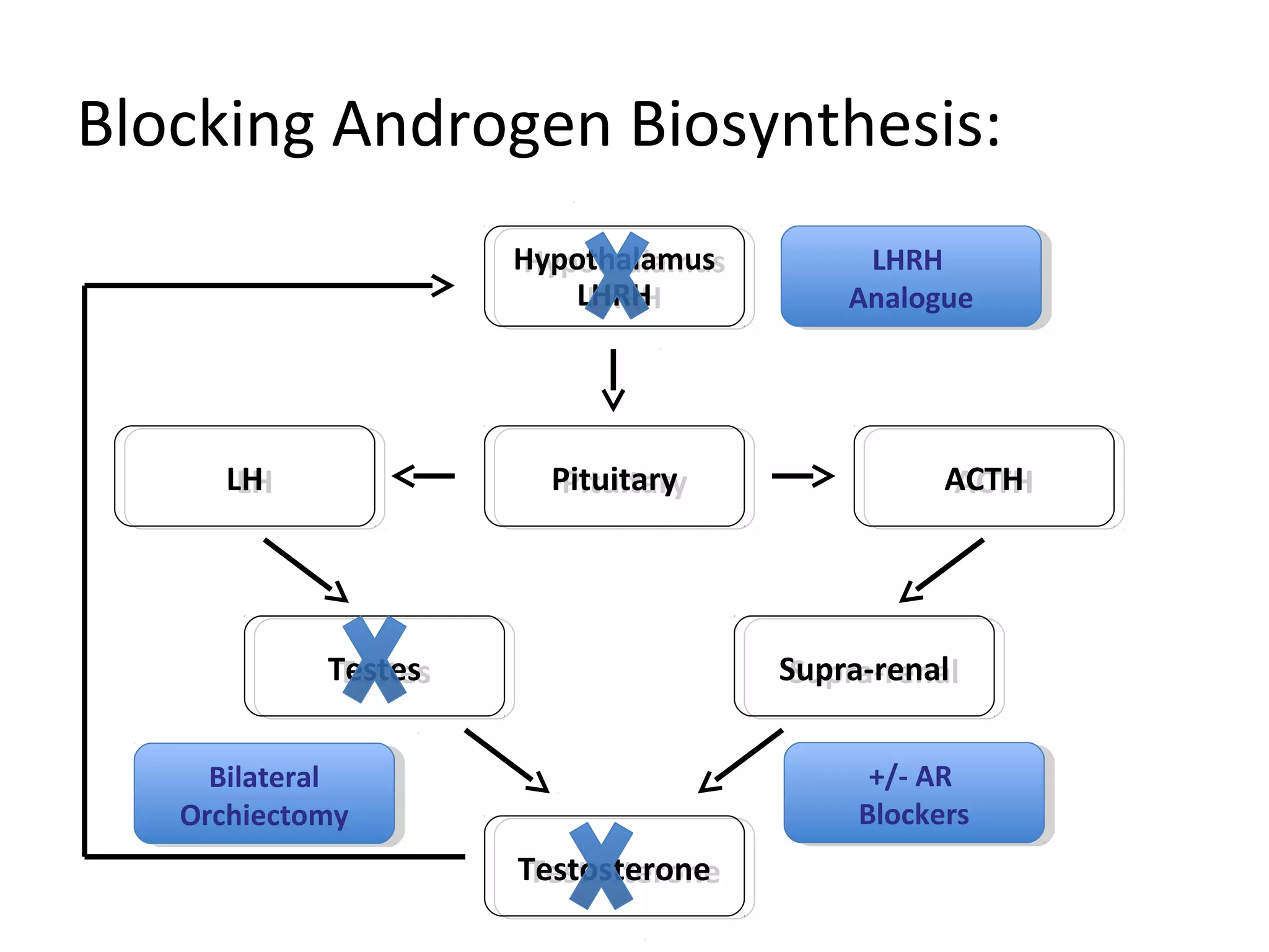 Hypothalamus
LHRH
Hypothalamus
LHRH
PituitaryPituitary
TestesTestes Supra-renalSupra-renal
TestosteroneTestosterone
LHLH ACTHACTH
Blocking Androgen Biosynthesis:
LHRH
Analogue
LHRH
Analogue
Bilateral
Orchiectomy
Bilateral
Orchiectomy
+/- AR
Blockers
+/- AR
Blockers
 