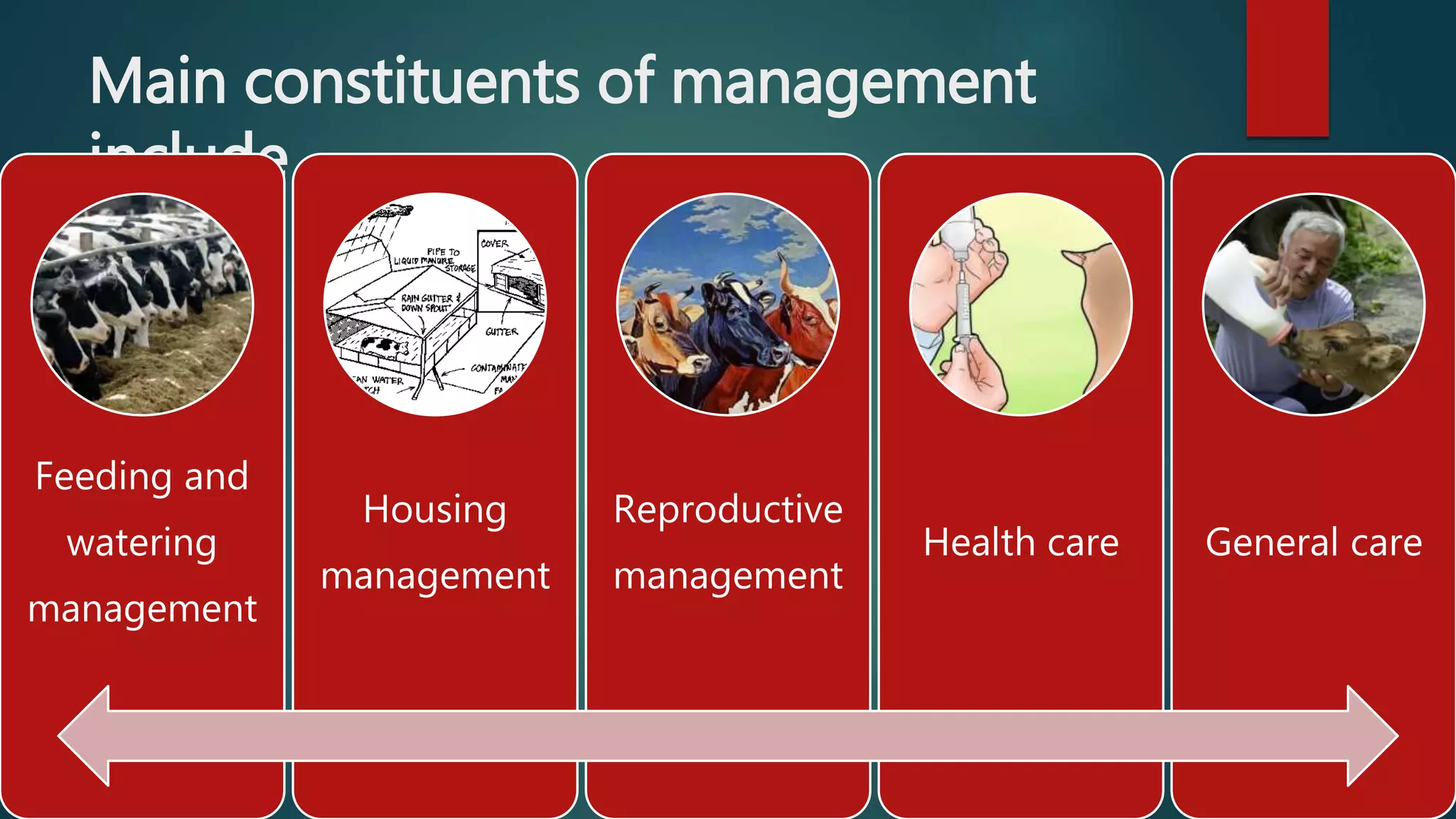 Management of dairy cattle | PPTX