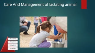 Management of dairy cattle