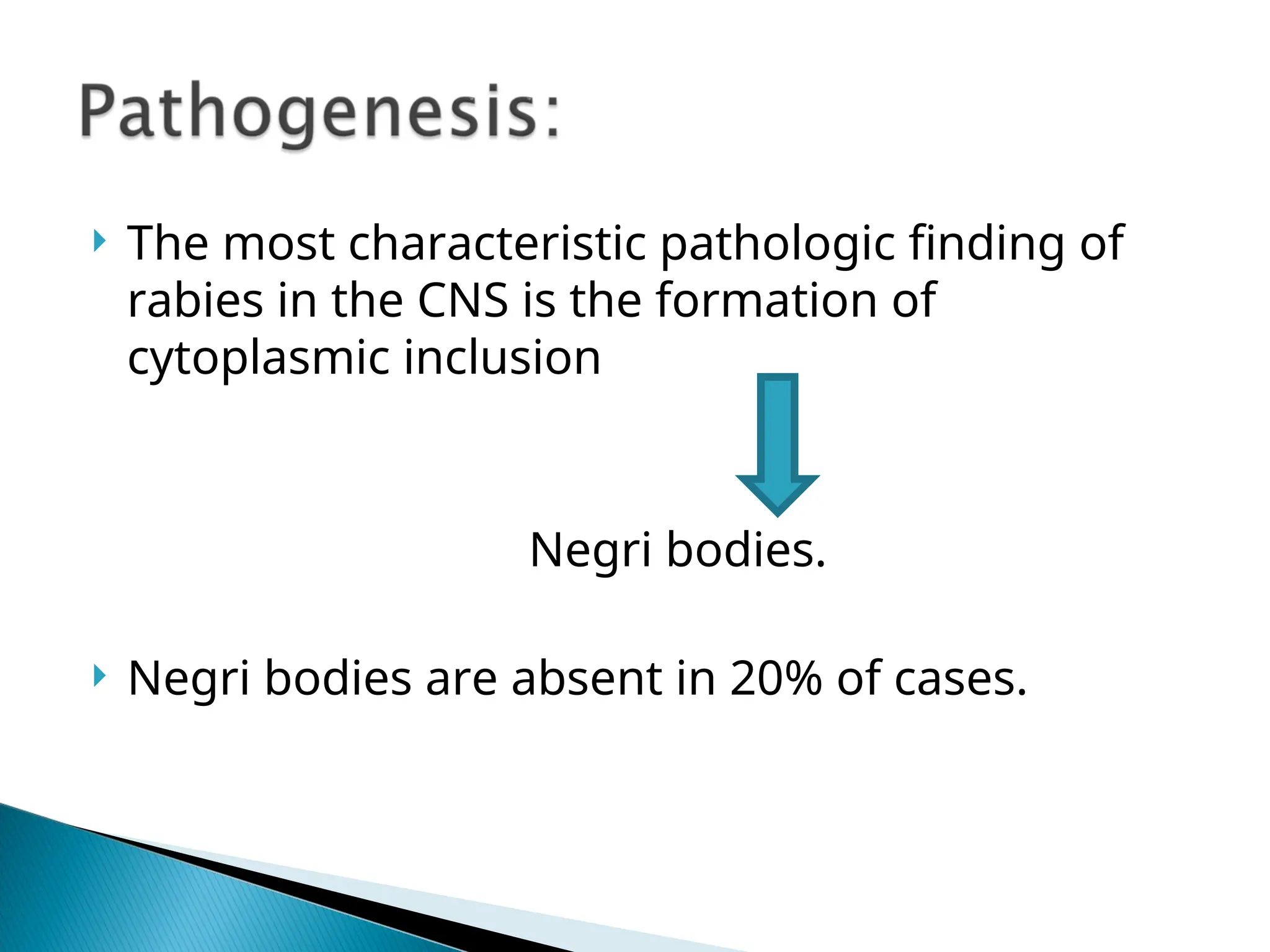  The most characteristic pathologic finding of
rabies in the CNS is the formation of
cytoplasmic inclusion
Negri bodies.
 Negri bodies are absent in 20% of cases.
 