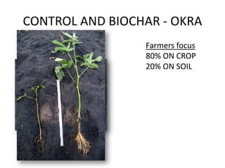 CONTROL AND BIOCHAR - OKRA
                 Farmers focus
                 80% ON CROP
                 20% ON SOIL
 