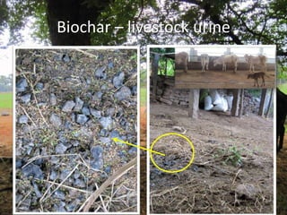 Biochar – livestock urine
 