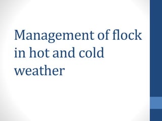 Management of flock
in hot and cold
weather
 