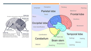 Head Schema Comprehensive Management of Head Trauma: Assessment to Treatment | PDF