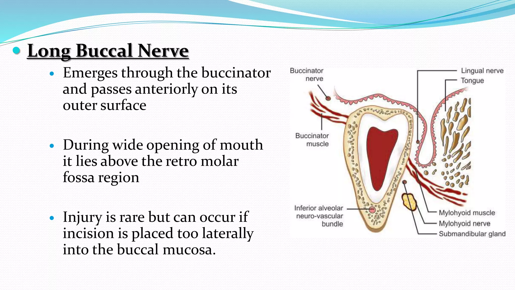  Long Buccal Nerve
 Emerges through the buccinator
and passes anteriorly on its
outer surface
 During wide opening of mouth
it lies above the retro molar
fossa region
 Injury is rare but can occur if
incision is placed too laterally
into the buccal mucosa.
 