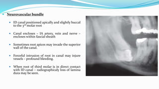  Neurovascular bundle
 ID canal positioned apically and slightly buccal
to the 3rd molar root
 Canal encloses – IA artery, vein and nerve –
encloses within fascial sheath
 Sometimes root apices may invade the superior
wall of the canal.
 Forceful intrusion of root in canal may injure
vessels – profound bleeding.
 When root of third molar is in direct contact
with ID canal – radiographicaly loss of lamina
dura may be seen.
 