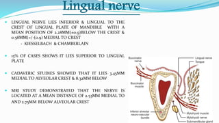 Lingual nerve
 LINGUAL NERVE LIES INFERIOR & LINGUAL TO THE
CREST OF LINGUAL PLATE OF MANDIBLE WITH A
MEAN POSITION OF 2.28MM(±0.9)BELOW THE CREST &
0.58MM(=/-(0.9) MEDIAL TO CREST
- KIESSELBACH & CHAMBERLAIN
 15% OF CASES SHOWS IT LIES SUPERIOR TO LINGUAL
PLATE
 CADAVERIC STUDIES SHOWED THAT IT LIES 3.45MM
MEDIAL TO ALVEOLAR CREST & 8.32MM BELOW
 MRI STUDY DEMONSTRATED THAT THE NERVE IS
LOCATED AT A MEAN DISTANCE OF 2.53MM MEDIAL TO
AND 2.75MM BELOW ALVEOLAR CREST
 