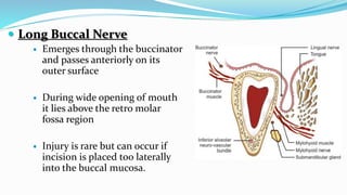  Long Buccal Nerve
 Emerges through the buccinator
and passes anteriorly on its
outer surface
 During wide opening of mouth
it lies above the retro molar
fossa region
 Injury is rare but can occur if
incision is placed too laterally
into the buccal mucosa.
 