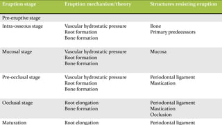 Eruption stage Eruption mechanism/theory Structures resisting eruption
Pre-eruptive stage
Intra-osseous stage Vascular hydrostatic pressure
Root formation
Bone formation
Bone
Primary predecessors
Mucosal stage Vascular hydrostatic pressure
Root formation
Bone formation
Mucosa
Pre-occlusal stage Vascular hydrostatic pressure
Root formation
Bone formation
Periodontal ligament
Mastication
Occlusal stage Root elongation
Bone formation
Periodontal ligament
Mastication
Occlusion
Maturation Root elongation Periodontal ligament
 
