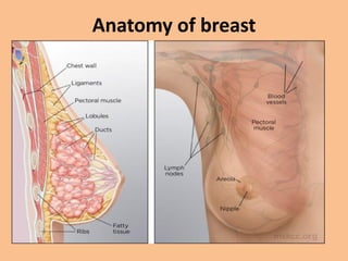 Anatomy of breast
 