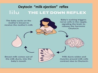 Oxytocin “milk ejection” reflex
 
