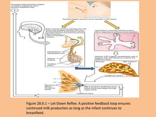 `
Figure 28.6.1 – Let-Down Reflex: A positive feedback loop ensures
continued milk production as long as the infant continues to
breastfeed.
 