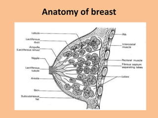 Anatomy of breast
 