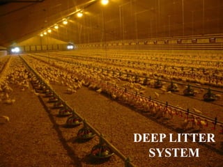 Management of Litter And Cages In Poultry House System.pdf