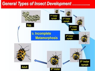 Management of major insect pests of organically grown egglant | PDF